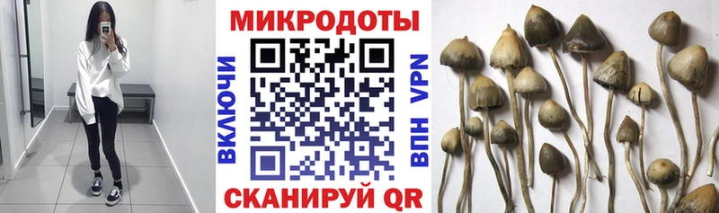 Псилоцибиновые грибы Psilocybine cubensis  KRAKEN tor  Тбилисская 